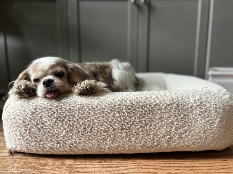 Dog Bed Rounded Corners Ivory Cream Boucle Bolster Sides Minimalist