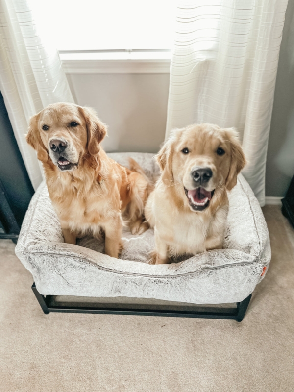 Elevated Dog Bed Matte Black Metal Frame Light Gray Plush Bolster Minimalist