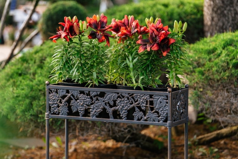 Elevated Metal Flower Box Stand with Grapevine Motif