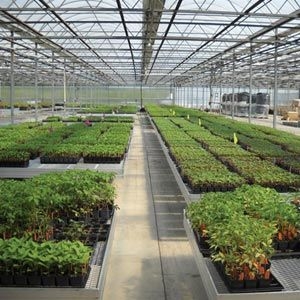 Greenhouse Benches