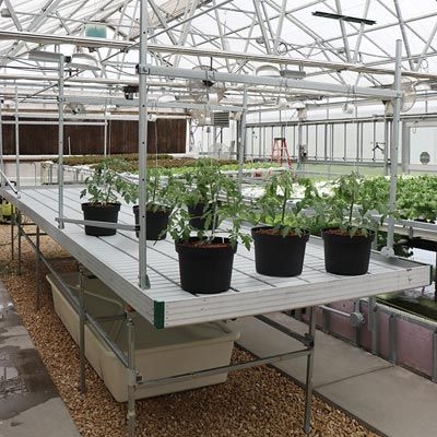 Industrial Greenhouse Rolling Bench with Overhead Trellis and Reservoir