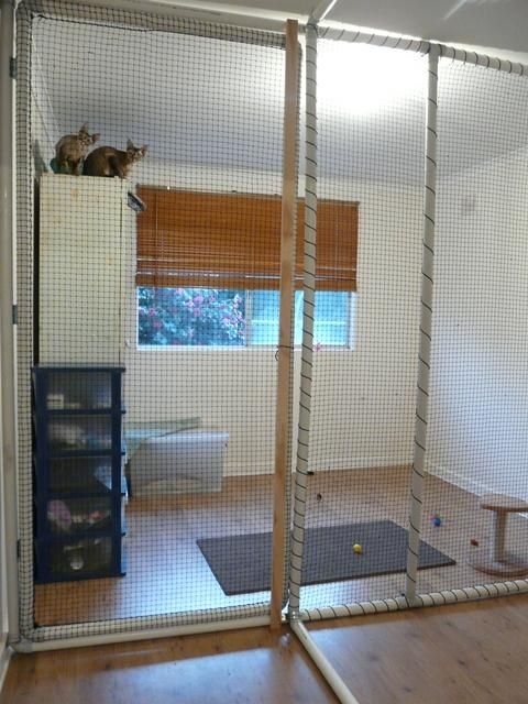 Inside cat 2024 enclosures