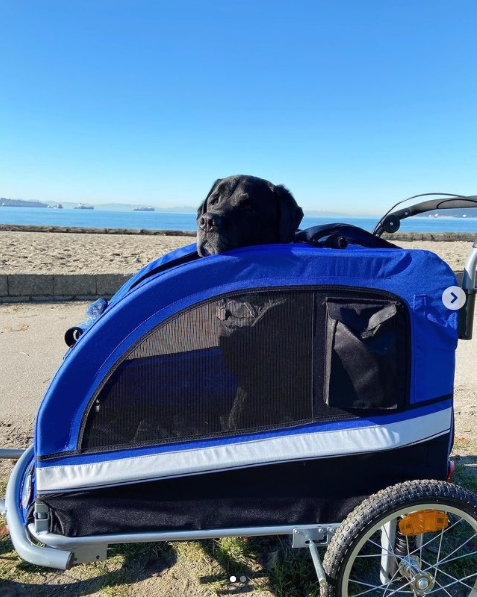 Pet Bicycle Trailer Royal Blue Large Spoke Wheels