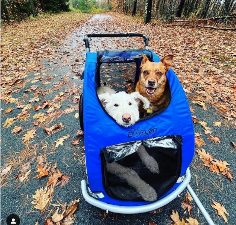 Pet Stroller Trailer Cobalt Blue Extra Wide Base Tow Bar