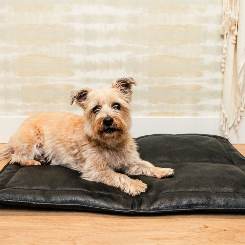 Portable Dog Mat in Matte Black with Quilted Sections
