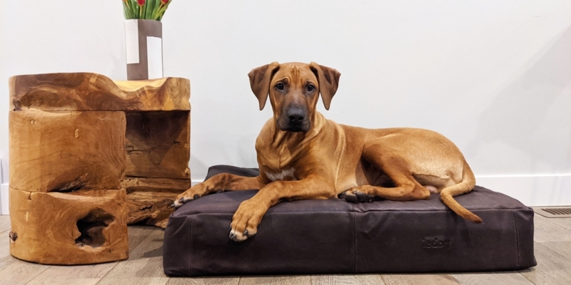Rectangular Floor Cushion Dog Bed in Modern Rustic Setting