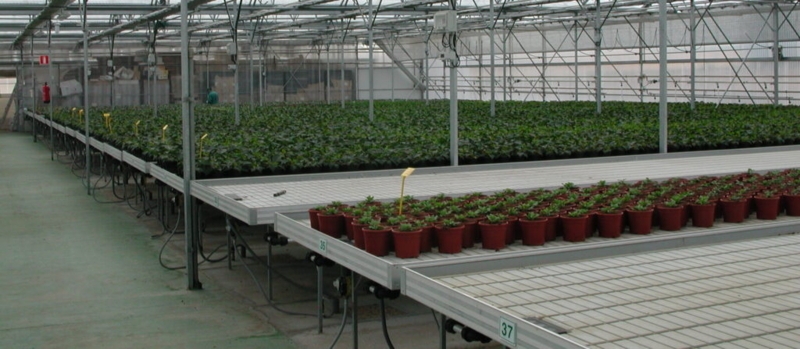 Types of greenhouse growing benches