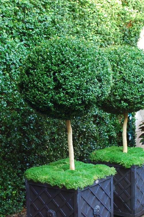 Ball Topiary Standard Tree in Lattice Planter, Spherical Form