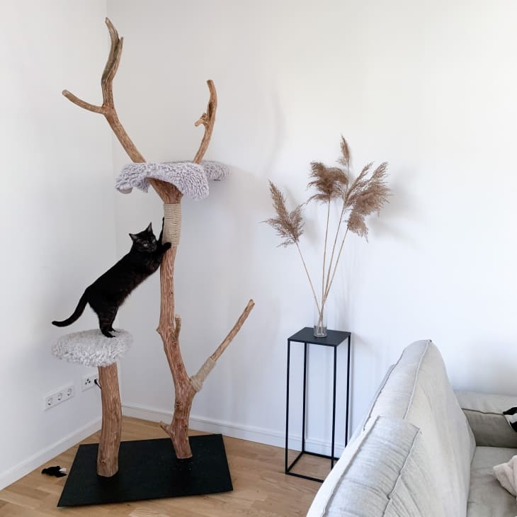 Cat Tree With Matte Black Base: Organic Modern Natural Branch Design.