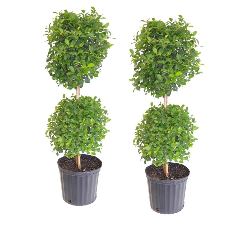Double Ball Eugenia Topiary Live Shrub 2-Pack Set