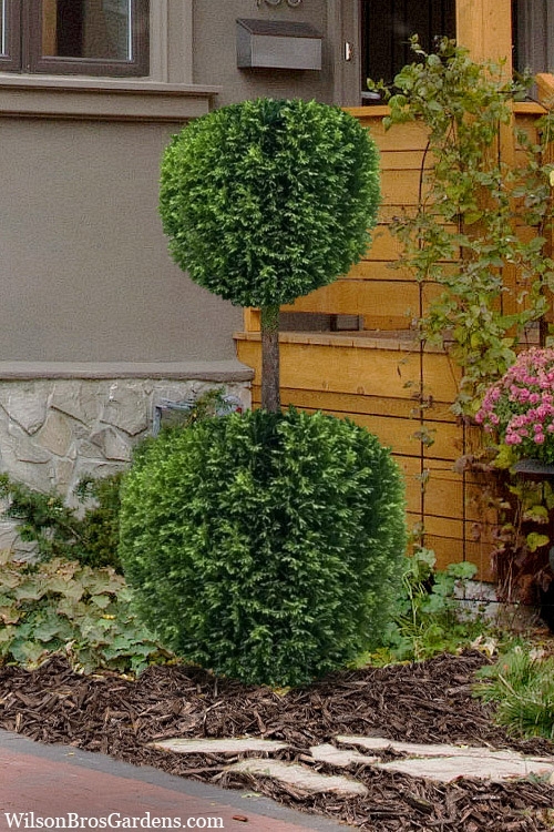 Emerald Green Arborvitae Topiary with Poodle Tier Cut