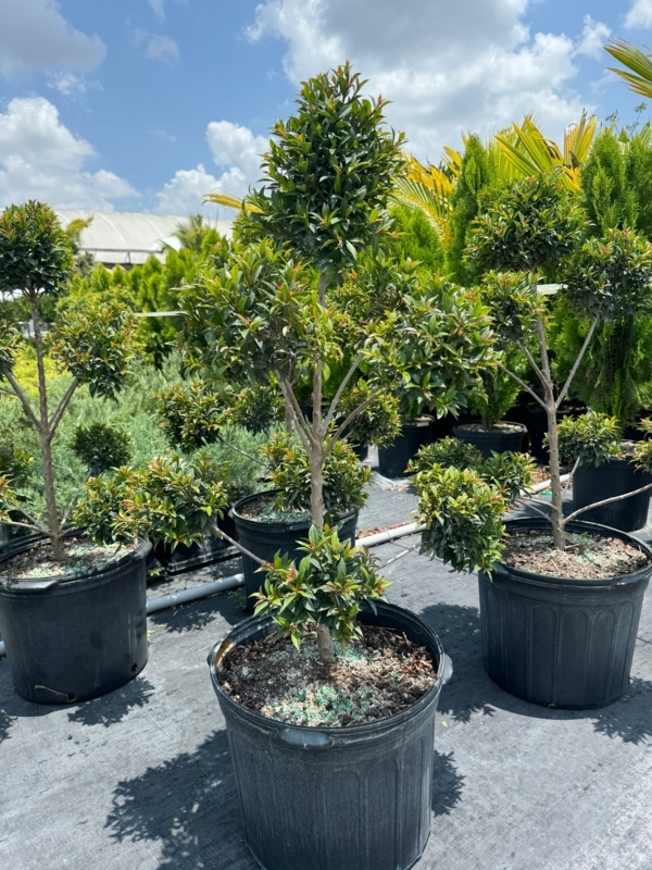 Eugenia Pom Pom Topiary Tree with Slender Woody Trunks
