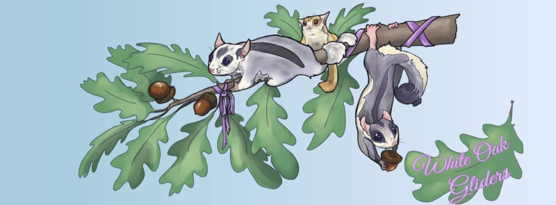 Illustrative Graphic Whimsical Sugar Glider Motif Sage Green Purple Ribbon