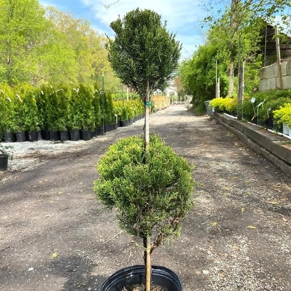 Juniper Two Ball Topiary Tree with Supportive Stake and Needle Texture