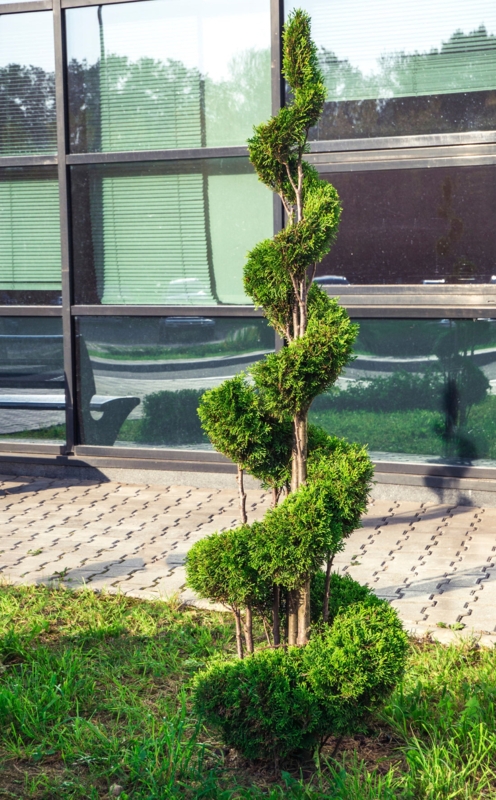 Live Spiral Topiary Tree with Helical Pruned Evergreen Form