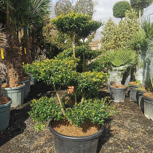 Multi Tiered Pom Pom Topiary with Sculptural Trunk Canopy