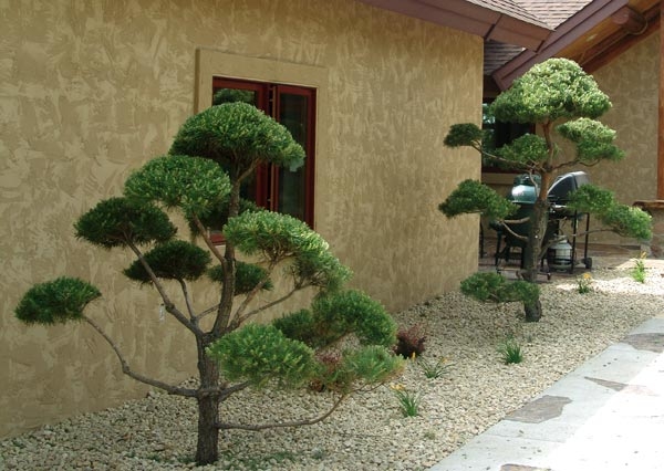 Niwaki Style Topiary Tree with Live Pine Cloud Pruned Foliage