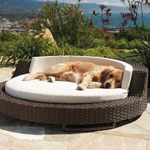 Outdoor Pet Bed Circular Base, Espresso Wicker Luxury Daybed Ivory Cushion