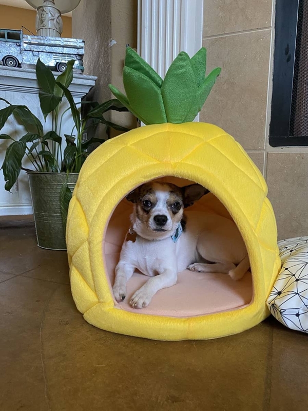 Pet Bed Emerald Green Crown Pineapple Quilted Tropical
