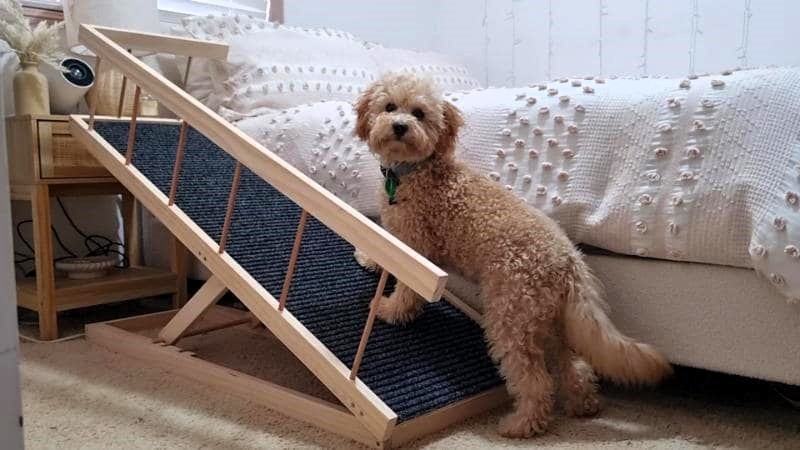 Pet Ramp, Adjustable Height, Spindled Side Railing, Ribbed Traction