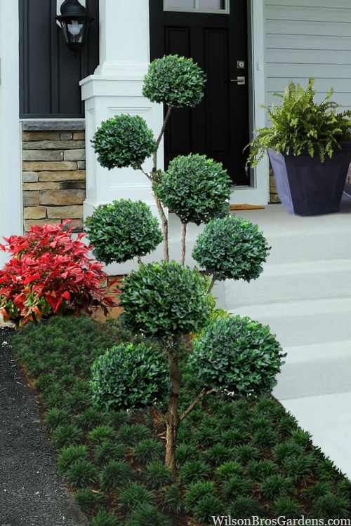 Topiary Trees For Sale
