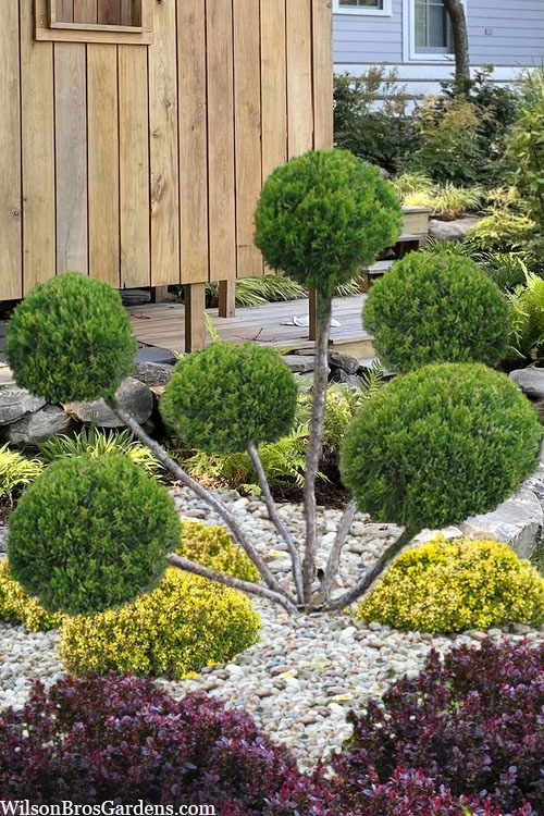 Pom Pom Juniper Topiary with Sea Green Sculptural Foliage