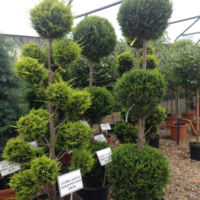 Pom Pom Topiary Tree with Vibrant Chartreuse Cloud Form Foliage