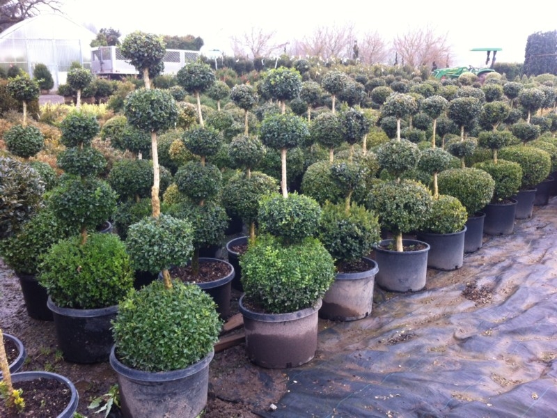 Potted Tiered Evergreen Topiaries with Multi Ball Globes