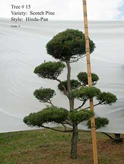 Scotch Pine Topiary Tree with Cloud Pruned Hindu-Pan Style