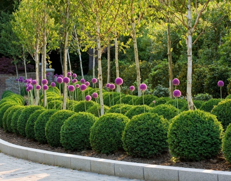 Spherical Boxwood Topiary Garden with White Birch Trunks and Alliums