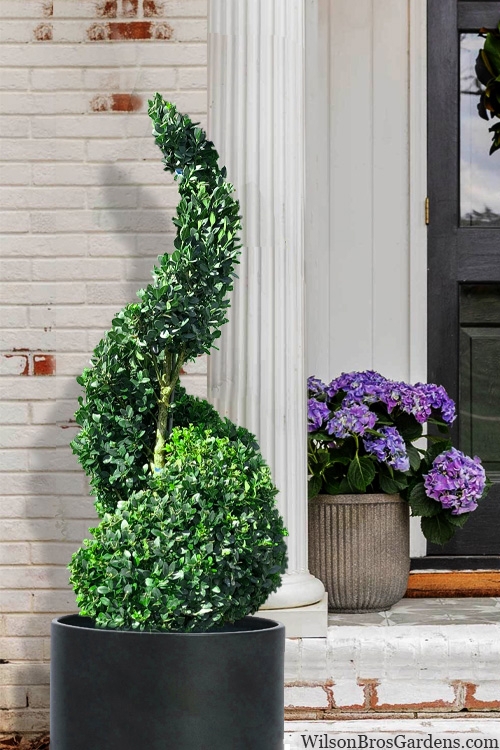 Spiral Boxwood Topiary in Matte Black Cylindrical Planter