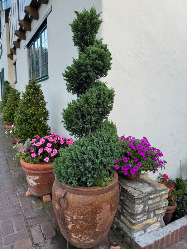 Spiral Topiary Form in Weathered Terracotta Planter with Ring Handles