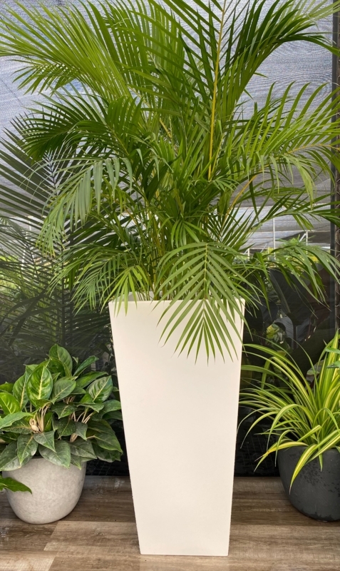 Tall Planter, Matte White Tapered Square Geometric Form, Modern Floor Pot