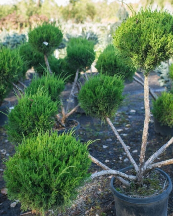 Topiary Shrub with Pom Pom Pruning and Multi Stem Base