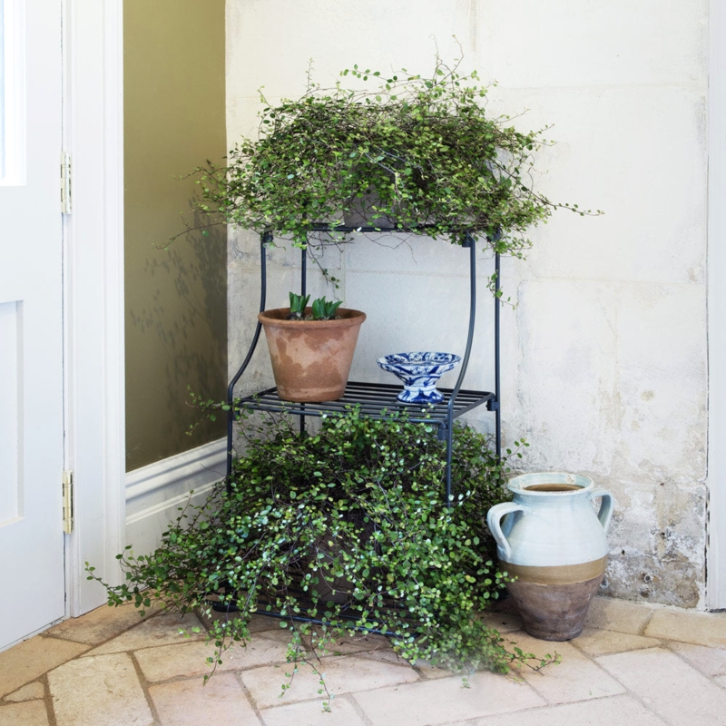 Traditional Narrow Tiered Plant Stand with Slender Frame