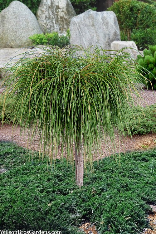 Whipcord Arborvitae Topiary Tree with Weeping Cord Like Foliage