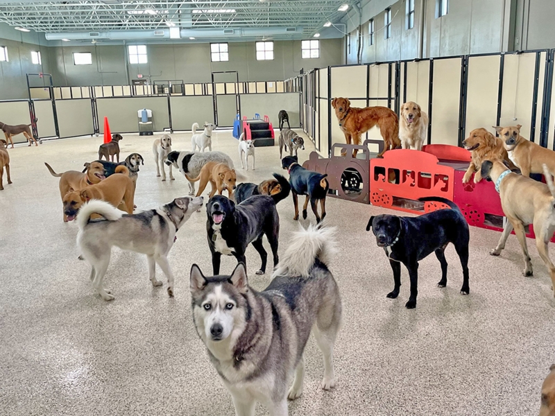 Portable Room Divider Commercial Grade Tan Freestanding Pet Partitions