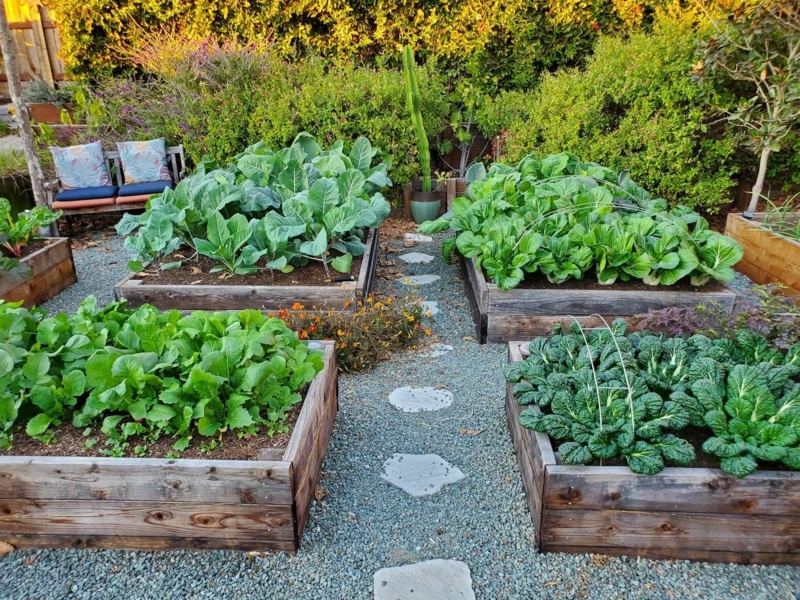 Rustic Wooden Raised Garden Bed with Straw Mulch