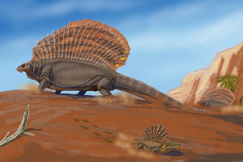 Sail-Backed Prehistoric Fossil Skeleton Museum Exhibit