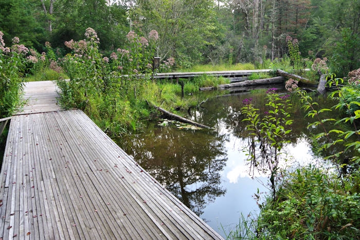 Wooden Boardwalk on Hiking Trail through Dense Marsh Vegetation