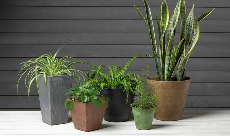 Bowl Planter, Low Profile with Distressed Charcoal Finish