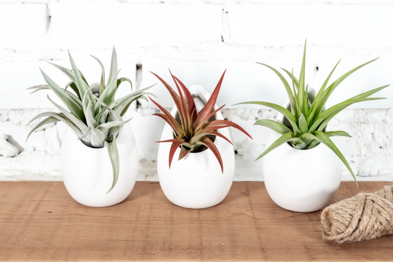 Hanging Planter Neutral Teardrop Hanging Vases Tillandsia Combo Ceramic