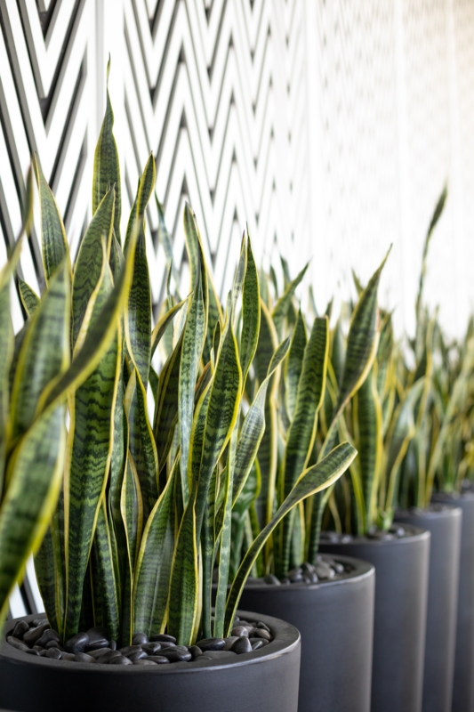 Planter Collection: Modern Round Pots in Neutral Earth Tones