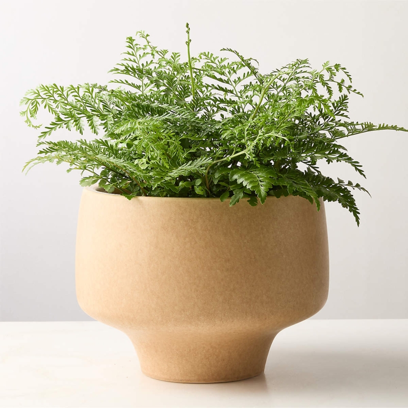 Planter Sandy Texture Tapered Cylindrical Ceramic Large Scale
