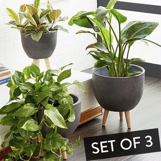 Planter Set Modern Rustic Round Trio with Tapered Tripod Legs Charcoal