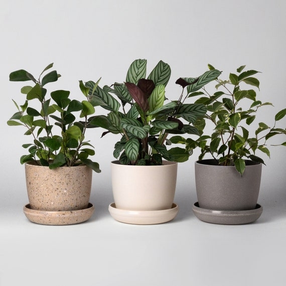 Planter Set Muted Pastels Cylindrical Ceramic Pots Matching Saucer