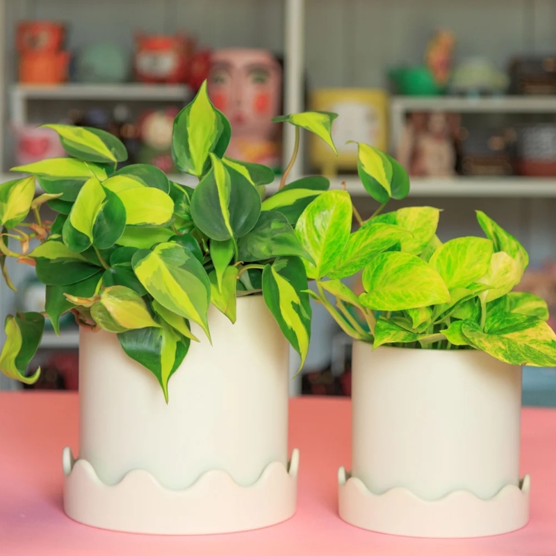 Planter Set Scalloped Edges Matching Saucer Matte Ceramic Garden Containers