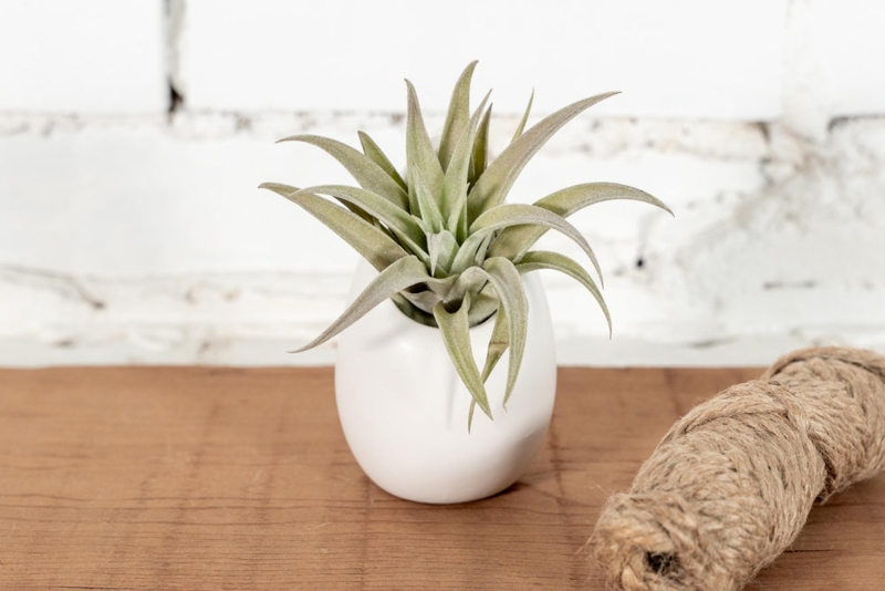Planter Set Small Globe Planter Set Styling Air Plant Pairing Ceramic