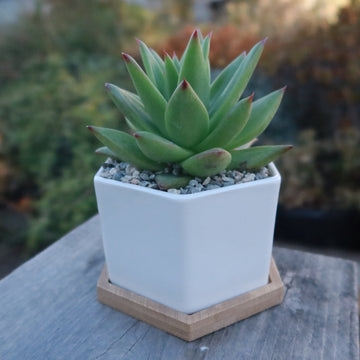 Planter Set Trio White Ceramic Pots Bamboo Tray Scandinavian Desktop