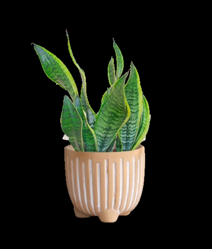 Potted Plant in White Ribbed Pot, Indoor Snake Plant Decor